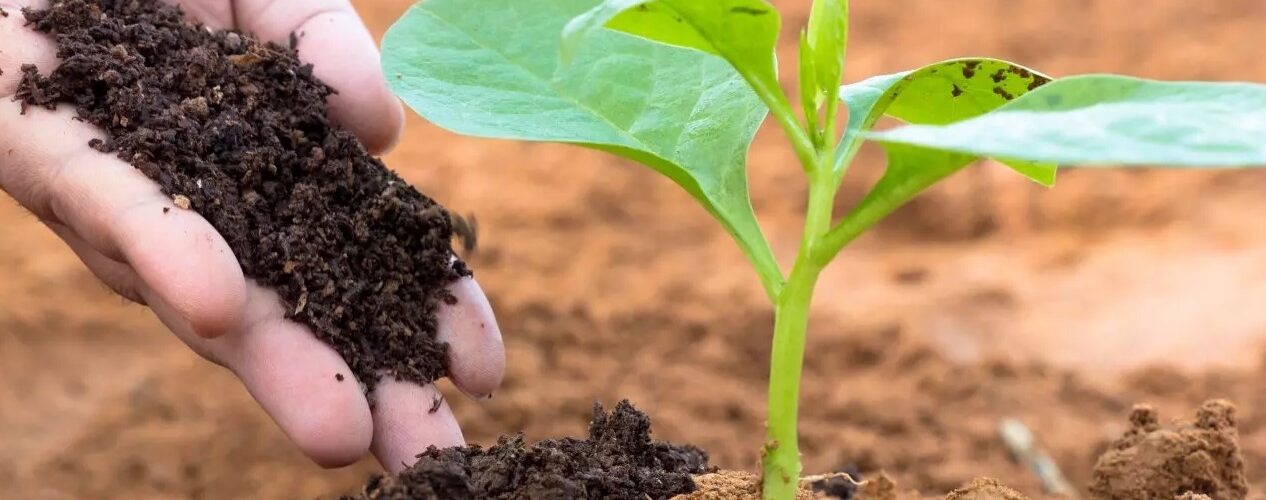 Artigo: Bioinsumos e Segurança Alimentar