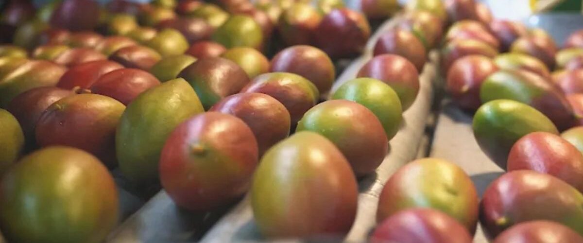 Economia: Sobretaxa de Trump ameaça 77 mil toneladas de frutas brasileiras prestes a serem exportadas para os EUA