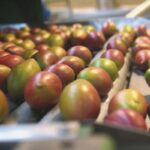 Economia: Sobretaxa de Trump ameaça 77 mil toneladas de frutas brasileiras prestes a serem exportadas para os EUA