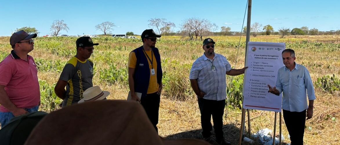 Agro: Sistema Faec/Senar realiza Dia de Campo em Ibaretama com foco em forrageiras para o semiárido