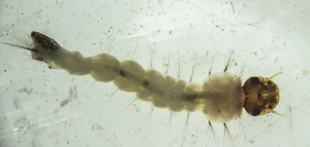 Saúde: Brasil inaugura maior biofábrica do mundo para combate à dengue, zika e chikungunya