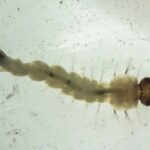 Saúde: Brasil inaugura maior biofábrica do mundo para combate à dengue, zika e chikungunya