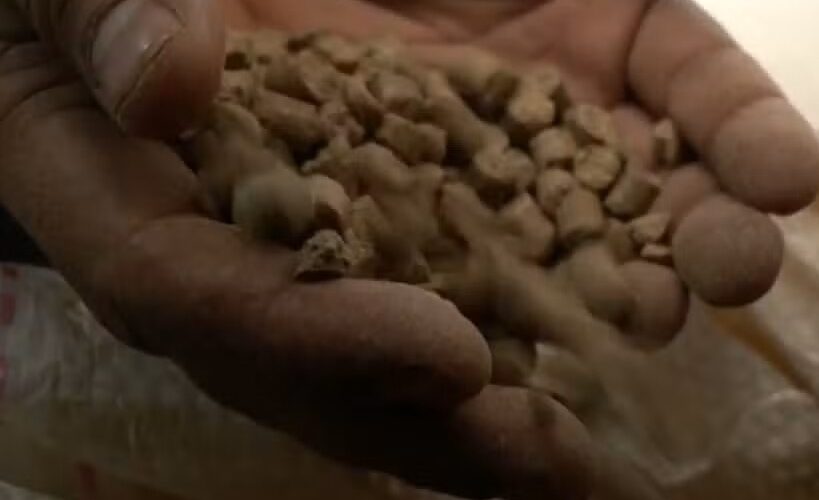 Ração contaminada causa morte de 245 cavalos e gera alerta sanitário em todo o país