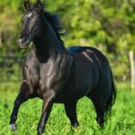 Evento: NobreVet promove o 2º Festival do Cavalo e Feira do Agro 2025 no Jockey Club Cearense