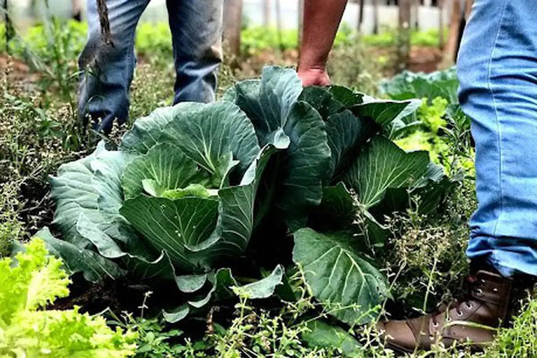 Agro: Agricultura familiar receberá R$ 60 milhões do BNDES para produção de bioinsumos sustentáveis