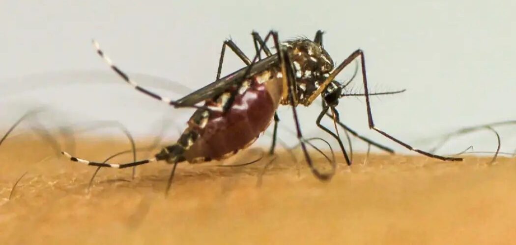 Saúde: Doenças transmitidas por mosquitos se tornam “novo normal” na Europa, alerta ECDC