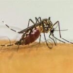 Saúde: Doenças transmitidas por mosquitos se tornam “novo normal” na Europa, alerta ECDC