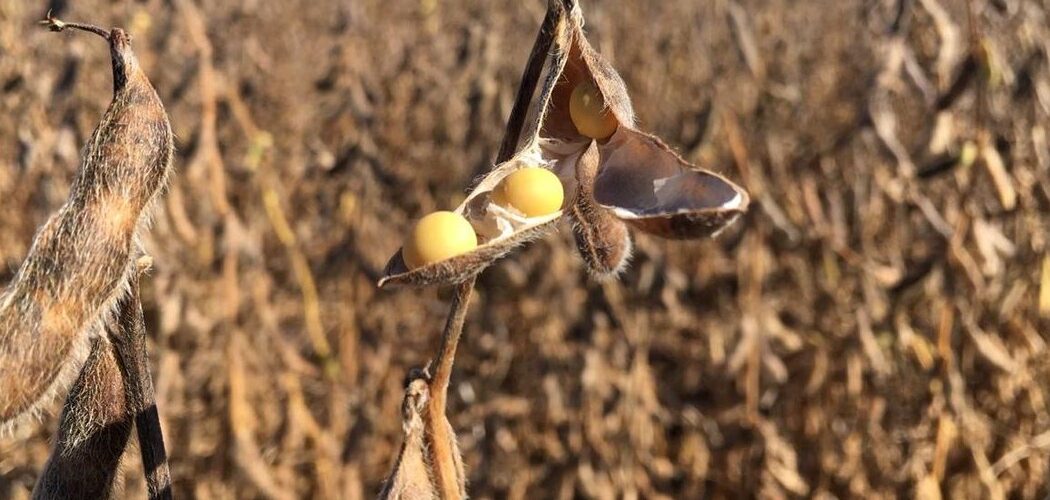 Agro: Justiça Federal suspende decisão do Cade e mantém Moratória da Soja na Amazônia