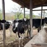 Agro: Agropecuária cearense cresce 17,7% no segundo trimestre e supera indústria e serviços