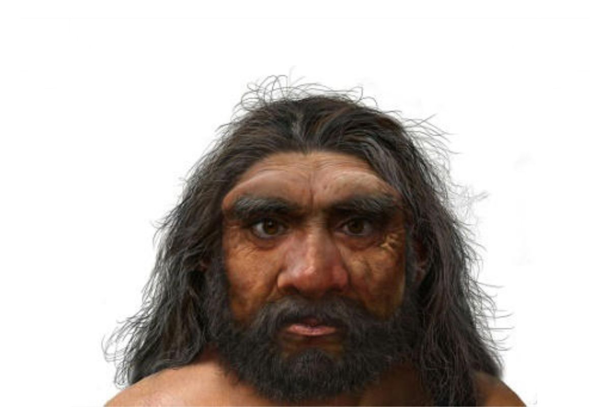 Evolução: Reconstrução de crânio sugere separação dos humanos 400 mil anos antes do previsto