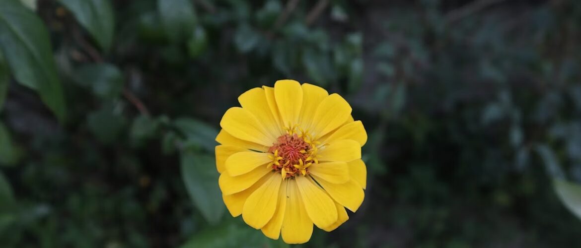 Setembro Amarelo: Campanha nacional enfoca a prevenção ao suicídio e cuidado com a saúde mental