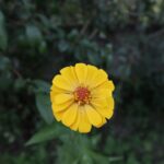 Setembro Amarelo: Campanha nacional enfoca a prevenção ao suicídio e cuidado com a saúde mental