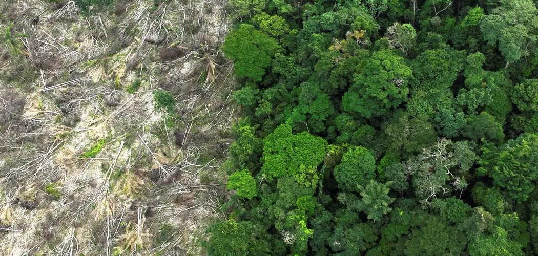 Meio Ambiente: Pesquisa da USP revela impacto do desmatamento e mudanças climáticas na Amazônia