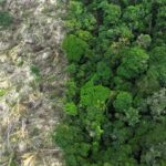 Meio Ambiente: Pesquisa da USP revela impacto do desmatamento e mudanças climáticas na Amazônia