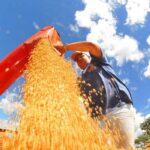 Agro: Brasil deve colher safra recorde de grãos em 2025/26, projeta Conab