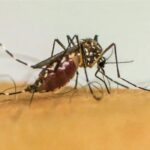 Saúde: Estudo da Fiocruz revela impacto da chikungunya em crianças e adolescentes