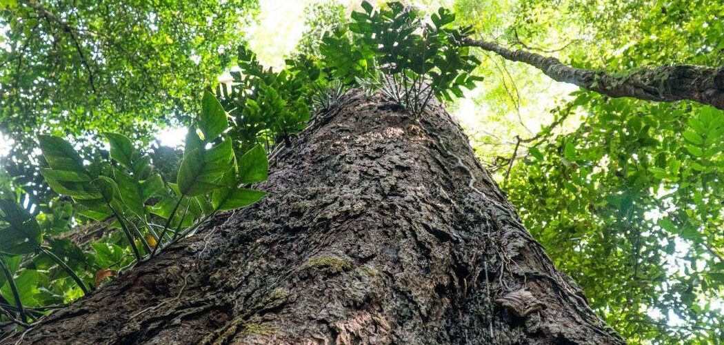 Meio Ambiente: Árvores gigantes da Amazônia podem ajudar no combate às mudanças climáticas