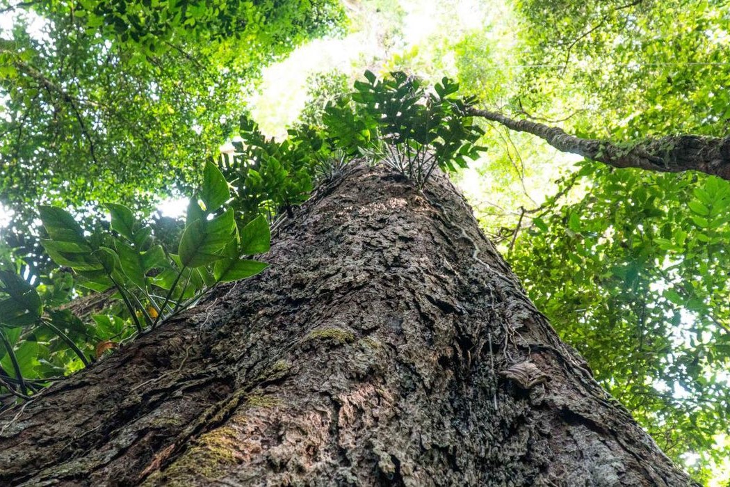 Meio Ambiente: Árvores gigantes da Amazônia podem ajudar no combate às mudanças climáticas