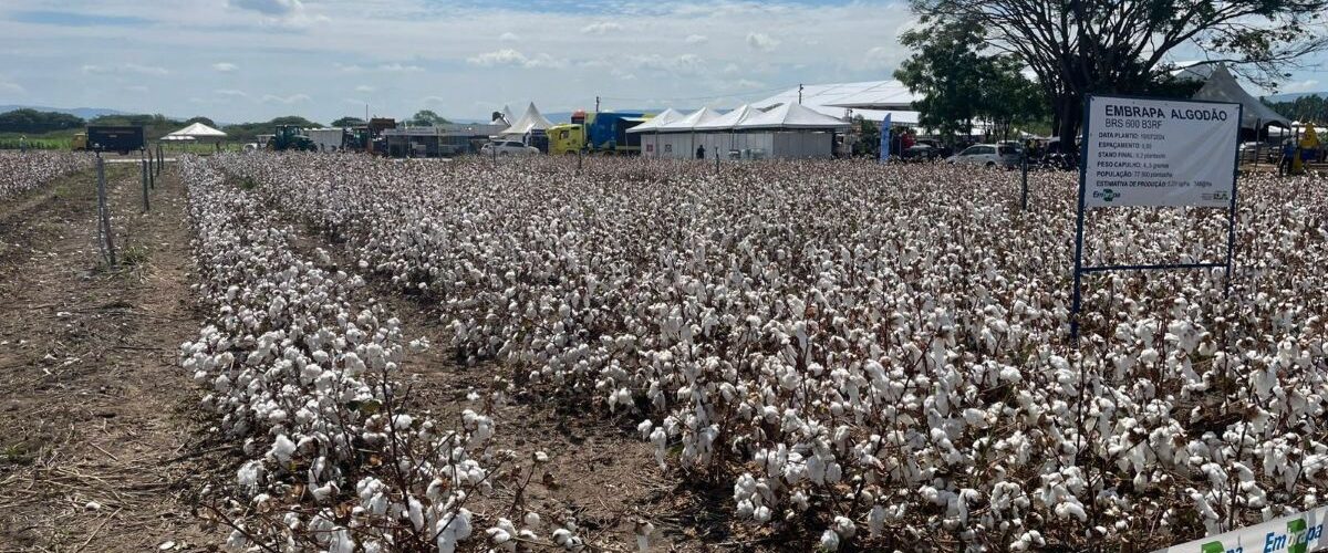 Agronegócio: ExpoCariri 2025 deve movimentar R$ 30 milhões e atrair mais de 50 mil visitantes em Barbalha