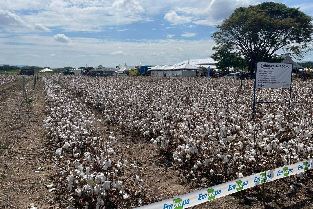 Agronegócio: ExpoCariri 2025 deve movimentar R$ 30 milhões e atrair mais de 50 mil visitantes em Barbalha