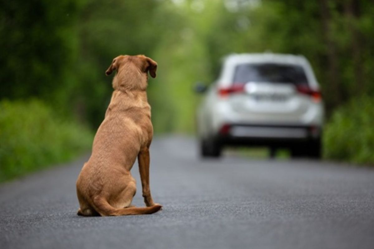 Mundo Pet: Outubro reforça cuidados com animais e alerta para abandono e tráfico no Brasil