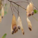 Meio Ambiente: Ciência impulsiona uso de sementes nativas e revoluciona restauração florestal no Brasil