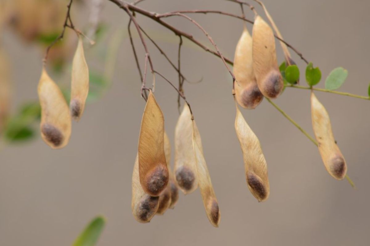 Meio Ambiente: Ciência impulsiona uso de sementes nativas e revoluciona restauração florestal no Brasil