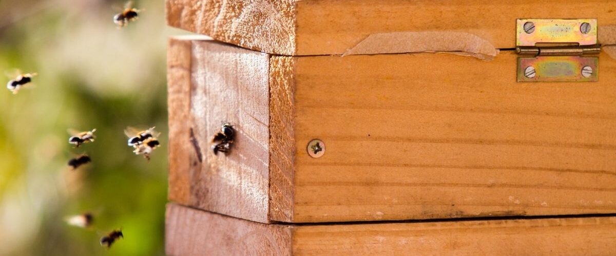 Dia Nacional da Abelha: produção de mel no Ceará cresce 241% e fortalece economia sustentável no semiárido