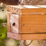 Dia Nacional da Abelha: produção de mel no Ceará cresce 241% e fortalece economia sustentável no semiárido