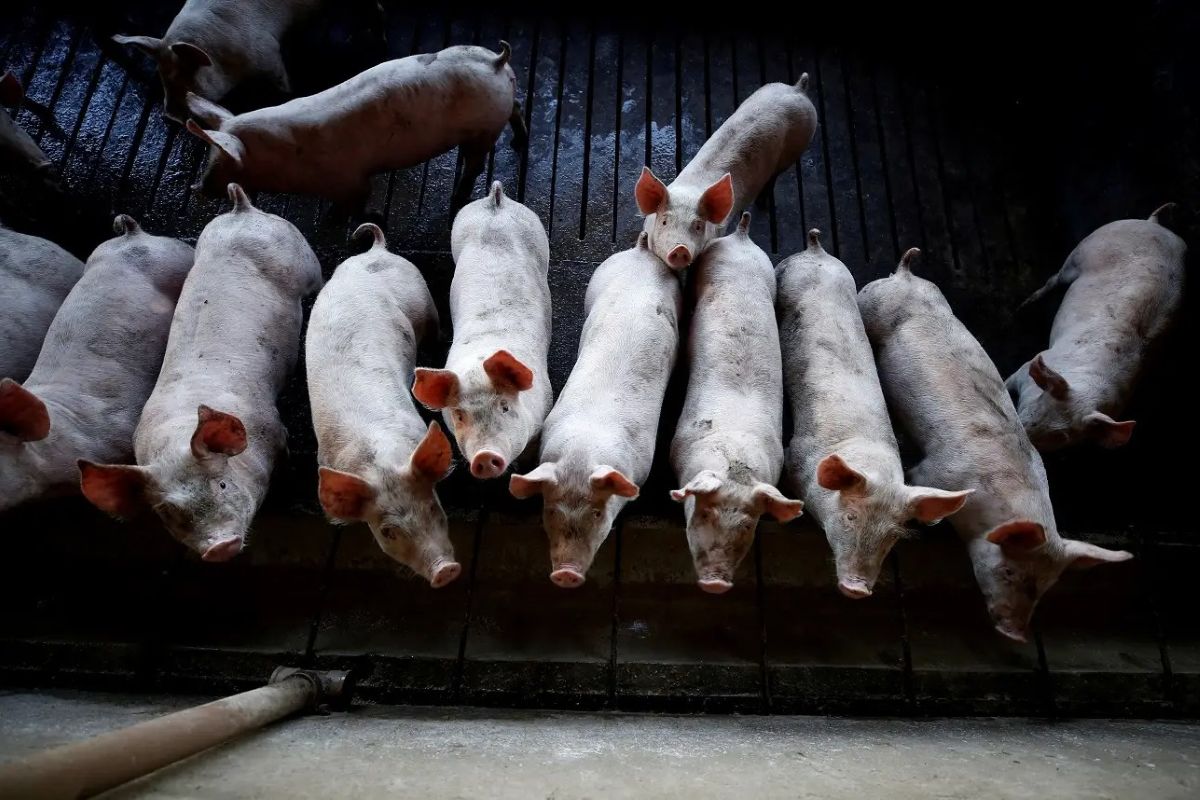 Agronegócio: Exportação de carne suína do Brasil tem segundo maior volume mensal da história, aponta ABPA