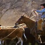 Agronegócio: Pecuaristas dos EUA reagem com fúria ao plano de Trump de ampliar importação de carne bovina da Argentina