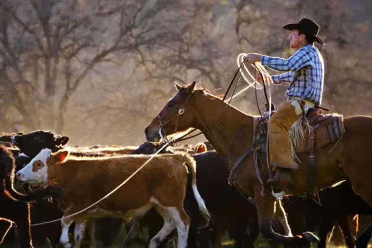 Agronegócio: Pecuaristas dos EUA reagem com fúria ao plano de Trump de ampliar importação de carne bovina da Argentina