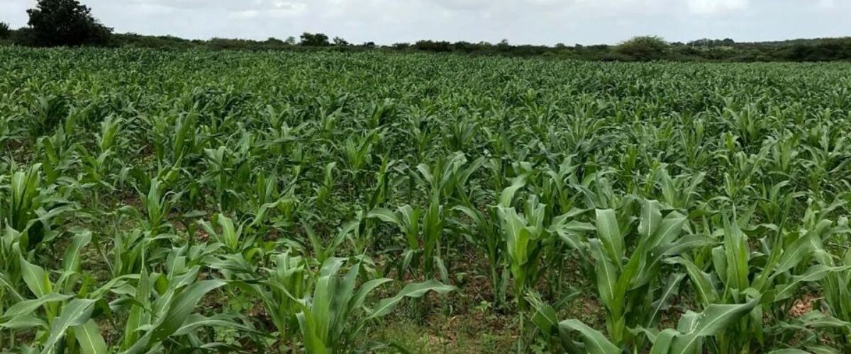 Agronegócio: Limoeiro do Norte recebe a primeira Expo Agro Vale do Jaguaribe e reforça protagonismo do agronegócio cearense