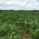 Agronegócio: Limoeiro do Norte recebe a primeira Expo Agro Vale do Jaguaribe e reforça protagonismo do agronegócio cearense