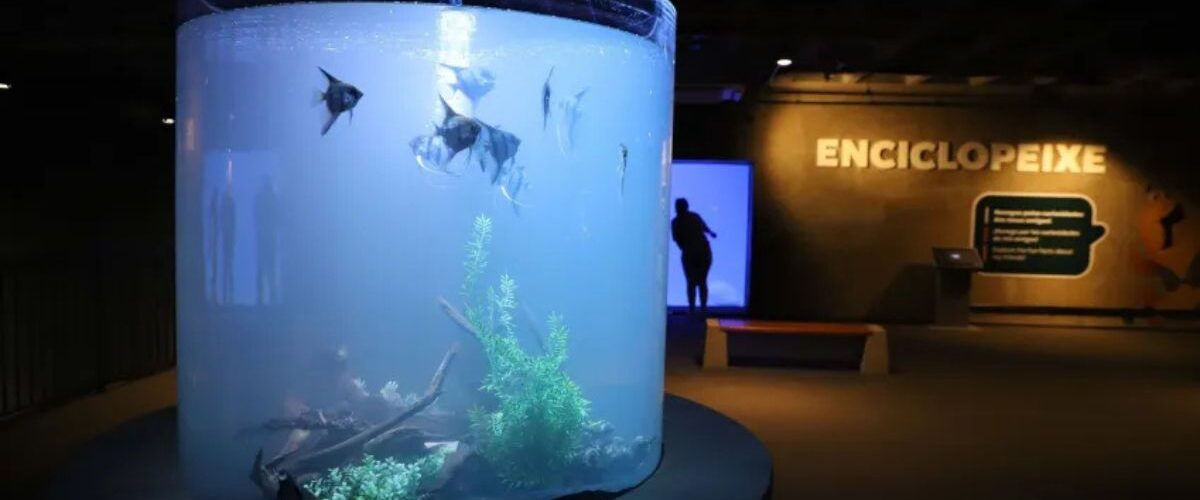 AquaFoz: novo aquário gigante transforma Foz do Iguaçu em referência sul-americana em turismo e conservação