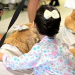 Saúde: Cães terapeutas levam acolhimento ao Hospital Unimed Sul em nova ação do Projeto Pet Amigo