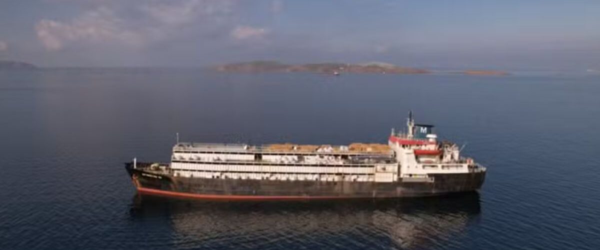 Drama: Navio com quase 3 mil vacas tenta voltar ao Uruguai após meses à deriva e deve enfrentar “viagem de morte”