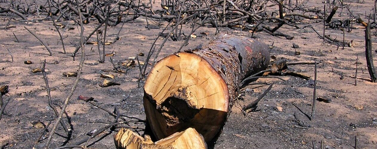 Meio Ambiente: Desmatamento atinge quase todos os municípios da Caatinga e alerta para urgência de ações socioambientais