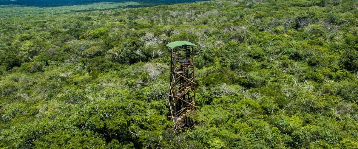 Meio Ambiente: Ceará leva a pauta da Caatinga à COP 30 e reforça papel do semiárido no combate à crise climática