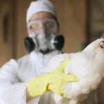 Negócios: China suspende proibição de importações de frango brasileiro após surto de gripe aviária