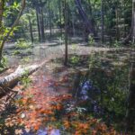 Arqueologia: Pesquisadores descobrem primeiras evidências de dinossauros na Amazônia após achados em Roraima