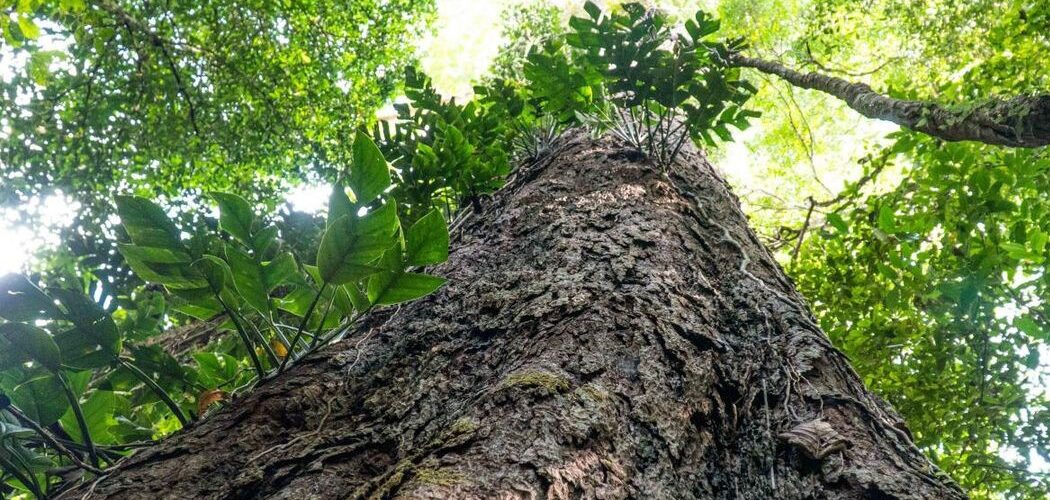 Meio Ambiente: Suíça anuncia doação de R$ 33 milhões para o Fundo Amazônia durante a COP30 em Belém