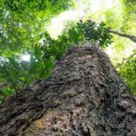 Meio Ambiente: Suíça anuncia doação de R$ 33 milhões para o Fundo Amazônia durante a COP30 em Belém