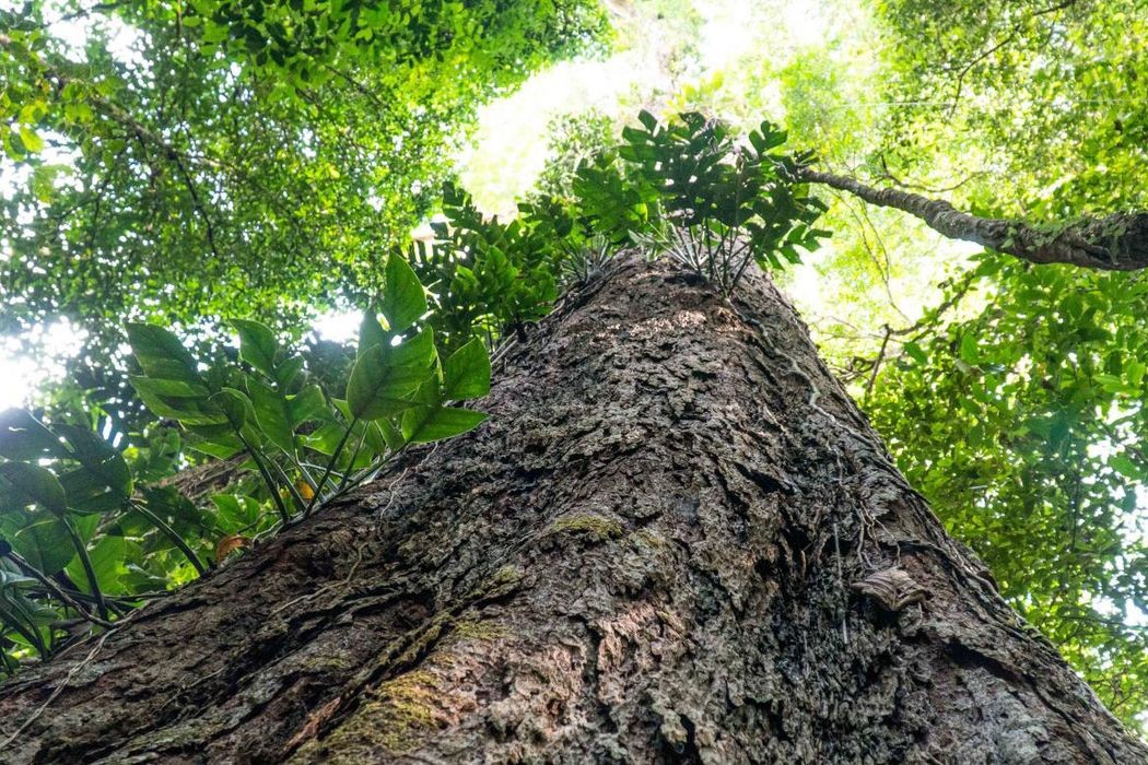 Meio Ambiente: Suíça anuncia doação de R$ 33 milhões para o Fundo Amazônia durante a COP30 em Belém