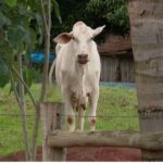 Internacional: Comissão Europeia aprova salvaguardas agrícolas ligadas ao acordo UE-Mercosul