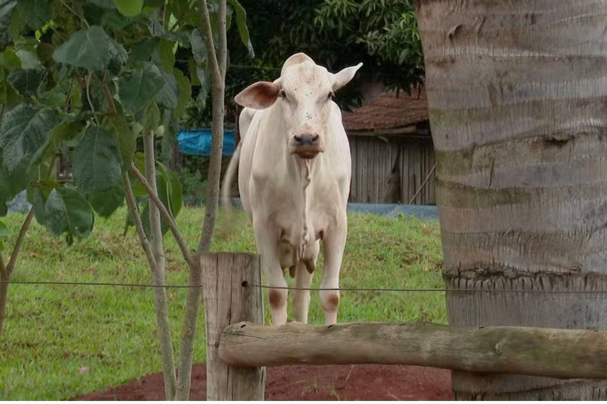Internacional: Comissão Europeia aprova salvaguardas agrícolas ligadas ao acordo UE-Mercosul