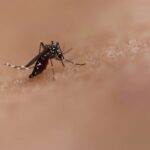 Prevenção: Saúde libera mosquitos estéreis para conter avanço do Aedes aegypti em territórios indígenas