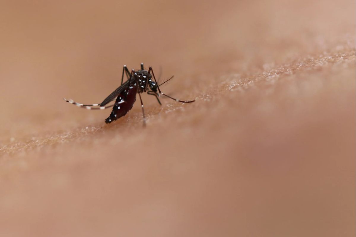 Prevenção: Saúde libera mosquitos estéreis para conter avanço do Aedes aegypti em territórios indígenas