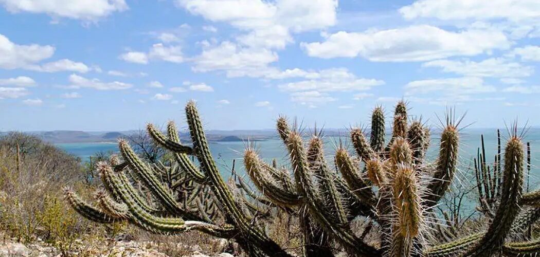 Meio Ambiente: Caatinga ameaçada pela desertificação terá 10 milhões de hectares recuperados