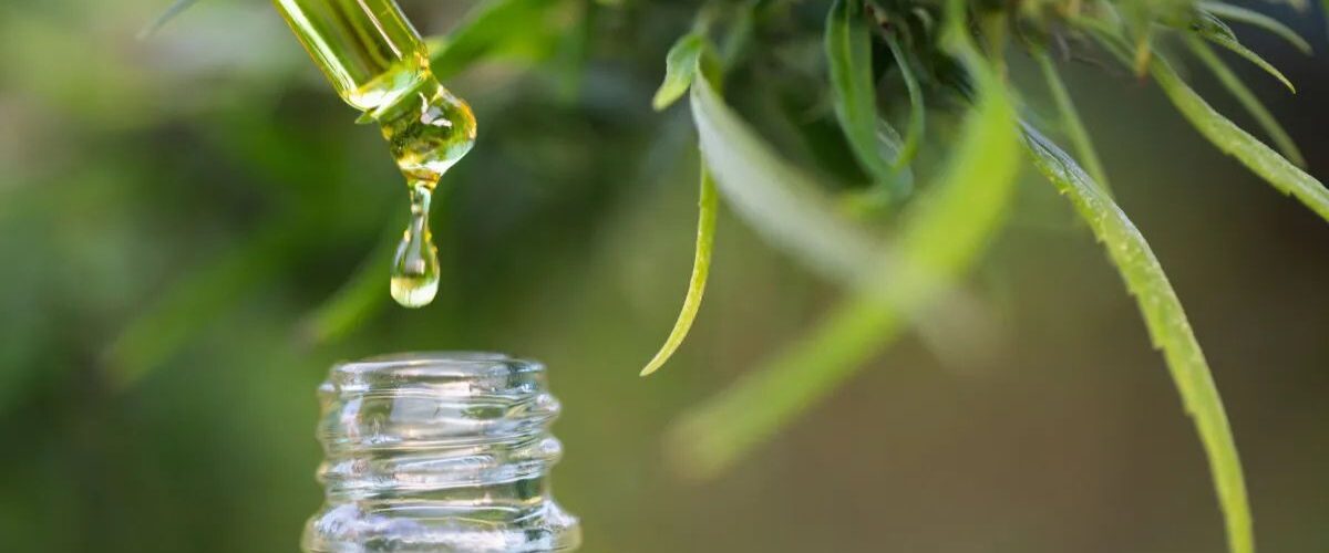 Saúde: Anvisa amplia terapias com cannabis medicinal e define regras para publicidade